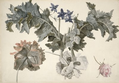 Pavots à double fleur, feuilles de pavot, delphinium et un bouton de rose - Eelke Jelles Eelkema